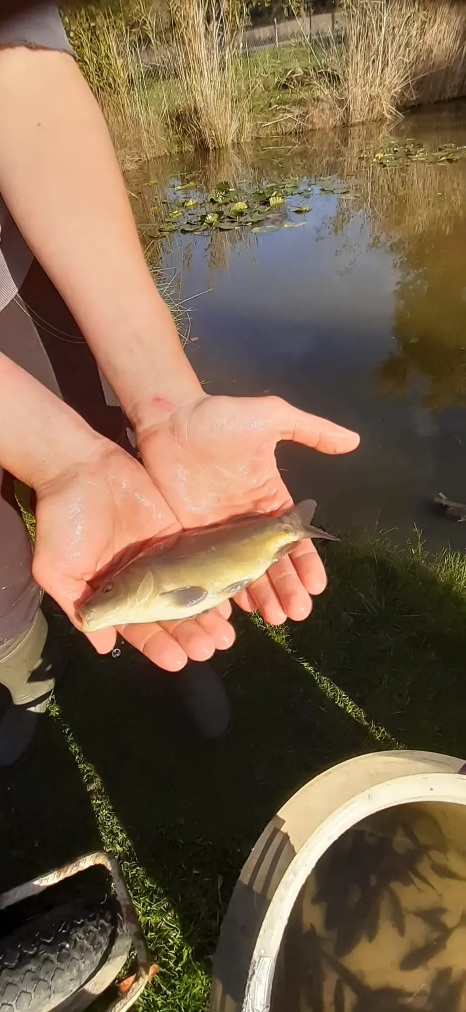 Fischaufzucht im KAV Wittenberg
