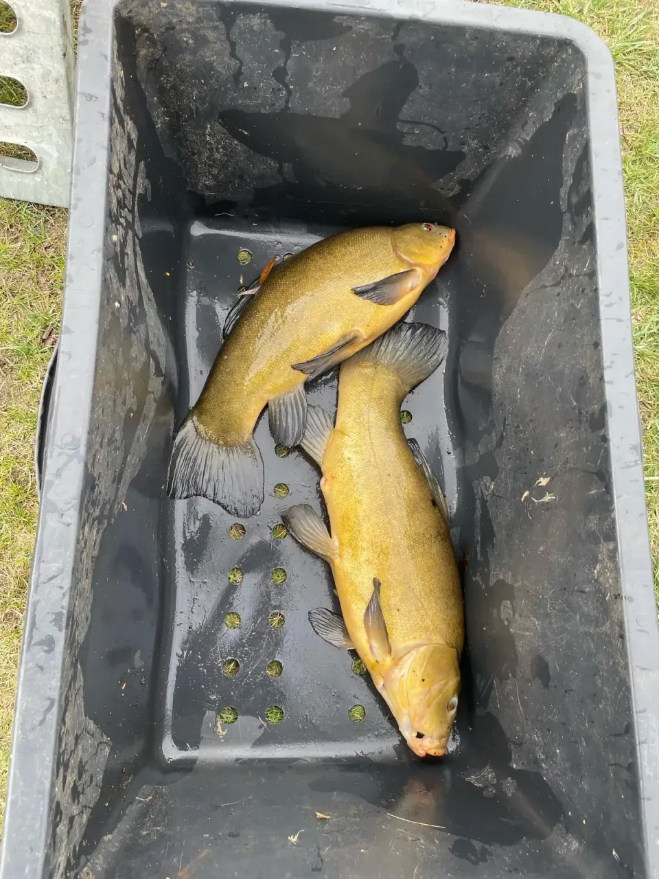 Fischbestand im Wittenberger Schwanenteich verringert