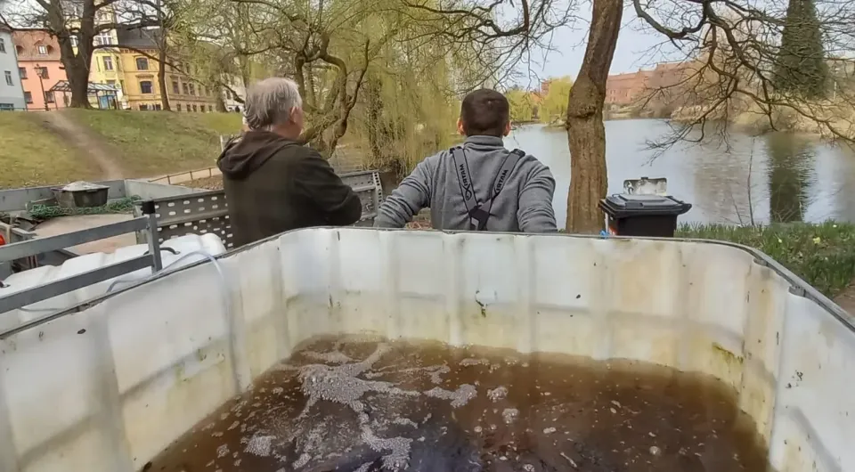 Fischbestand im Wittenberger Schwanenteich verringert