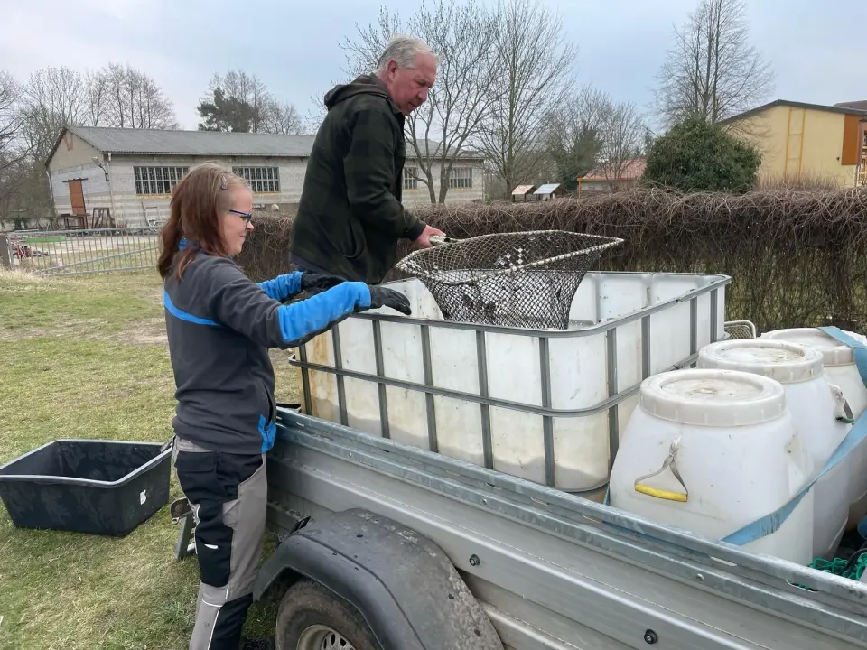 Fischbestand im Wittenberger Schwanenteich verringert