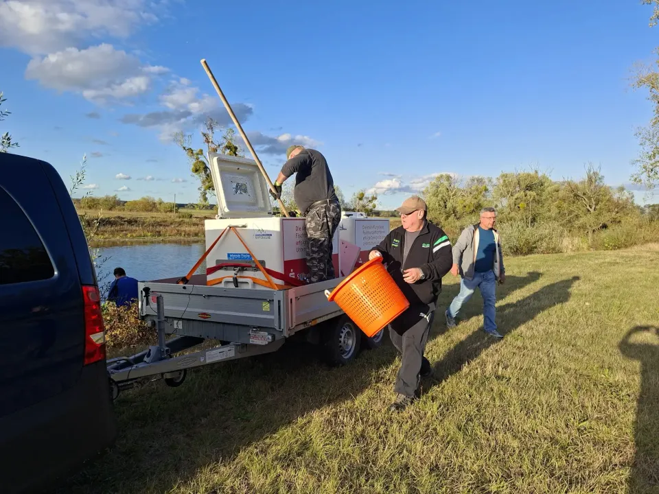 Fischtransport des KAV Wittenberg vom Havelkanal in die heimischen Gewässer