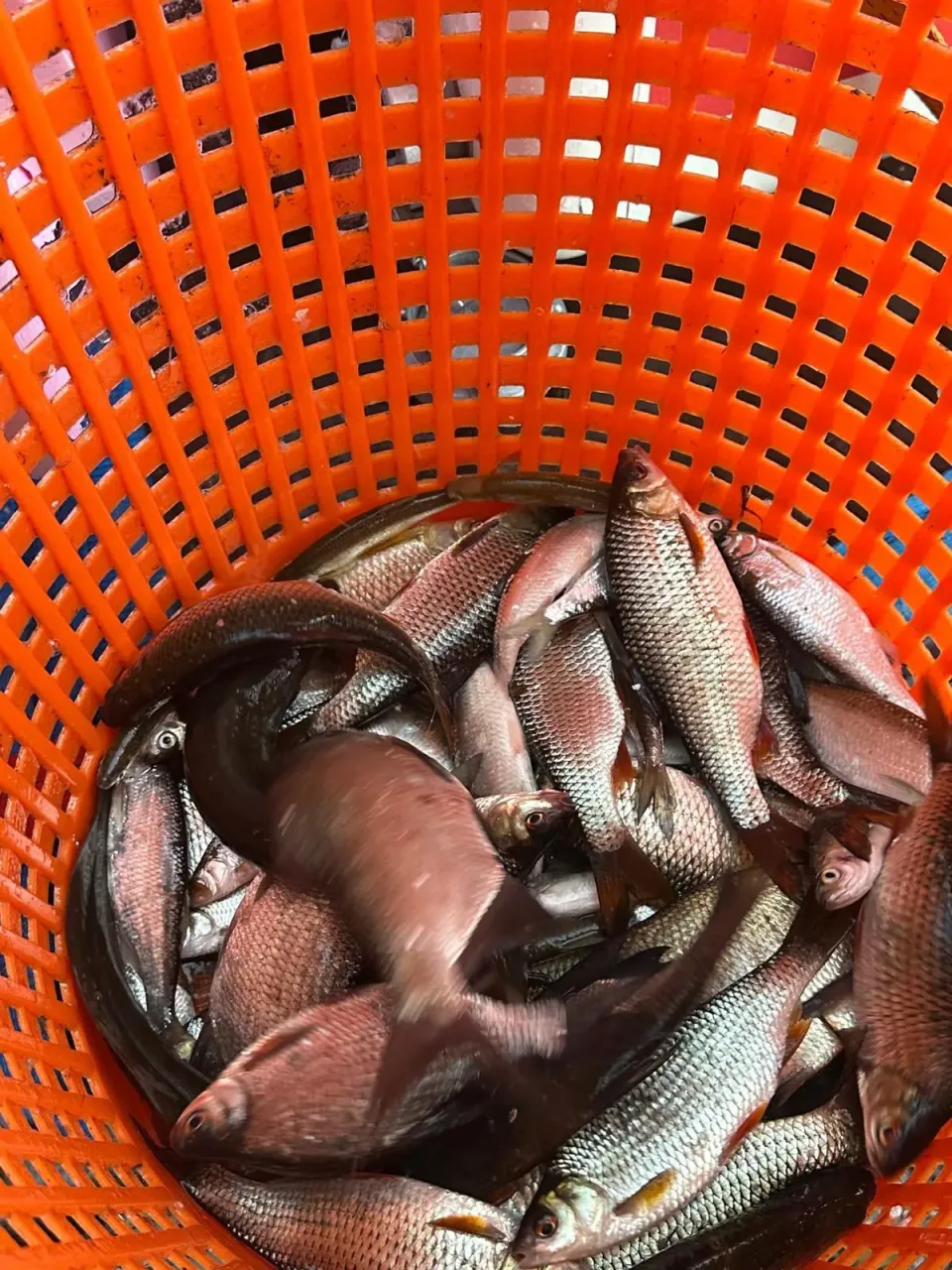 Impression vom Fischtransport des KAV Wittenberg