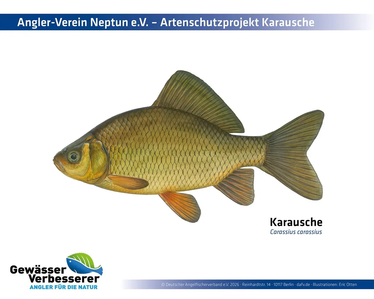 Wissenschaftliche Illustration einer Karausche (Carassius carassius) im Seitenprofil
