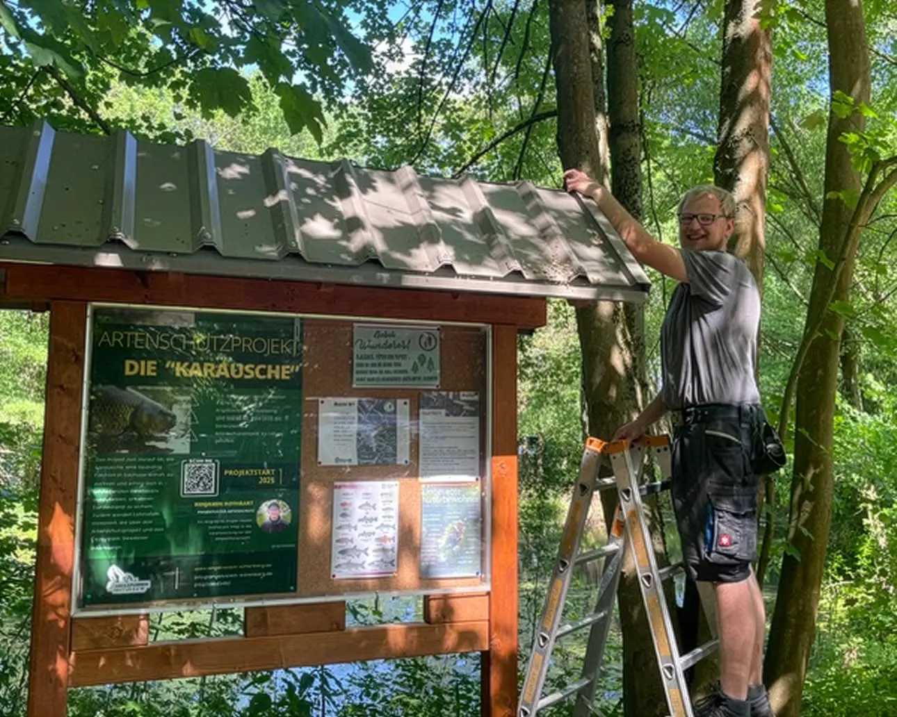 Vereinsmitglied auf einer Leiter am Dach des hölzernen Schaukastens mit dem Plakat „Artenschutzprojekt Die Karausche“